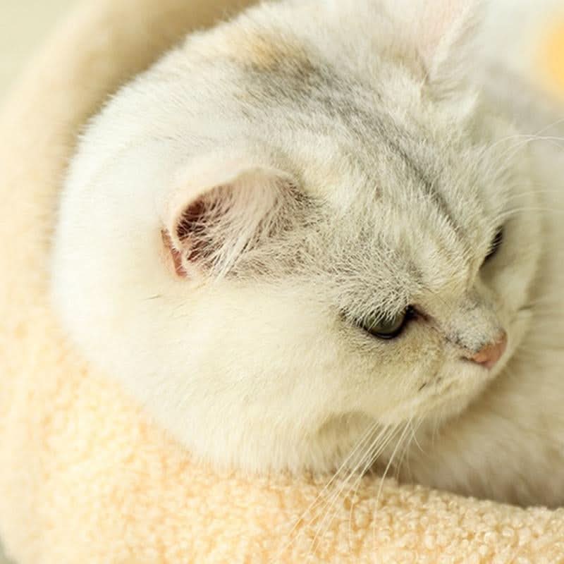 VelvetPaws Den – Stylish retreat with scratching surface & cozy cushion - Image 12
